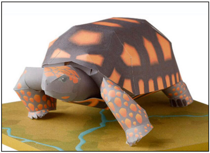 儿童益智手工制作仿真爬行动物陆龟乌龟diy立体3d纸模型纸艺玩具