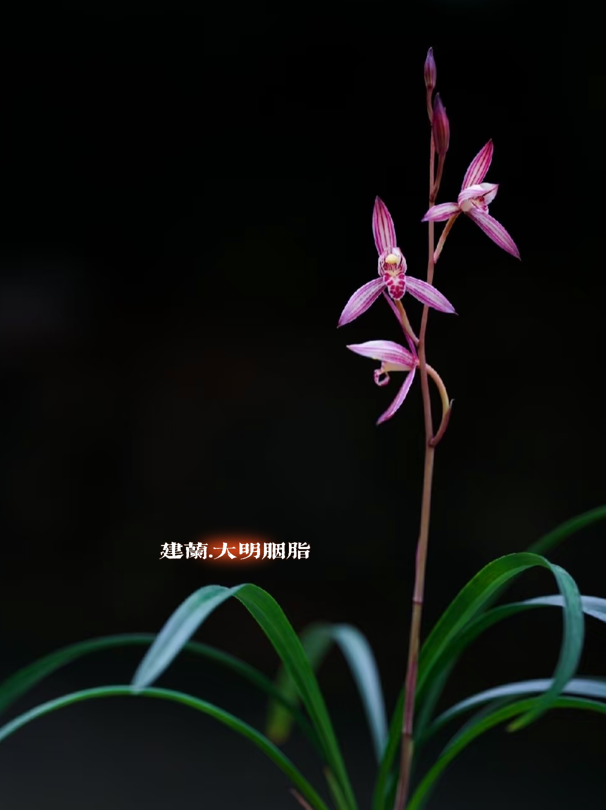 一罐花草 建兰大明胭脂