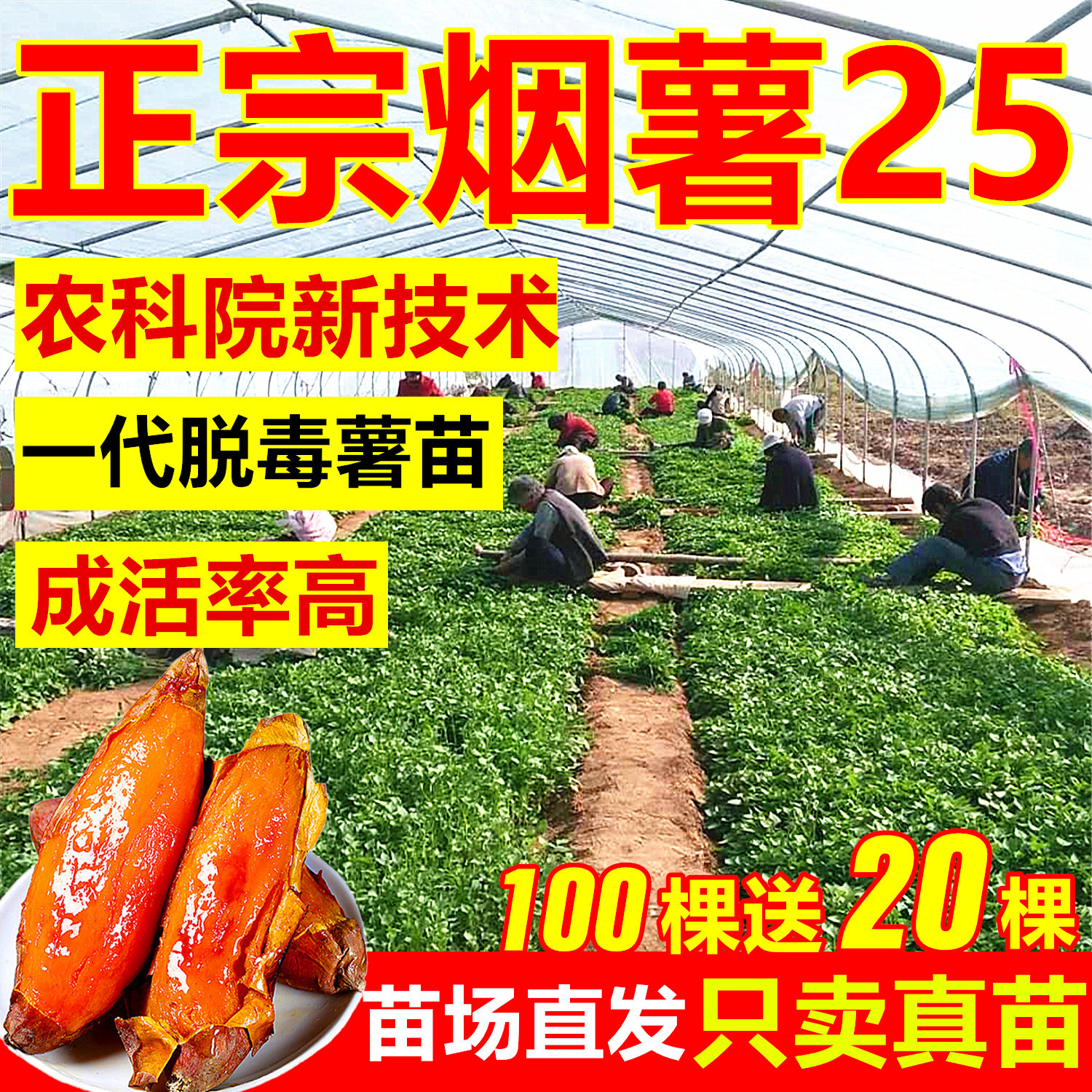 保真正宗烟薯25号薯苗苗种山东烟台地瓜苗蜜薯红心农科院脱毒薯秧