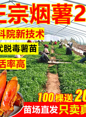 【送20棵】保真烟薯25薯苗