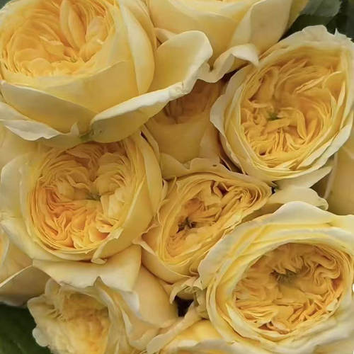 水灵花园 说服 persuasion 新品德国奥斯汀花型切花月季玫瑰花苗