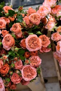 【水灵花园】潮流贝拉 ，2023新品灌木月季盘栽庭院花苗