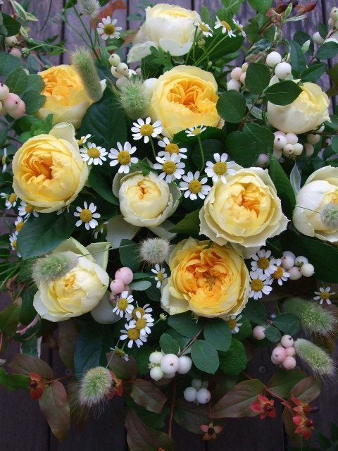 日本欧月金丝雀阳台庭院大花微月