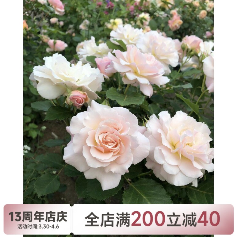 【水灵花园】闪闪发光(chou chou)河本月季丰花切花阳台庭院盆栽
