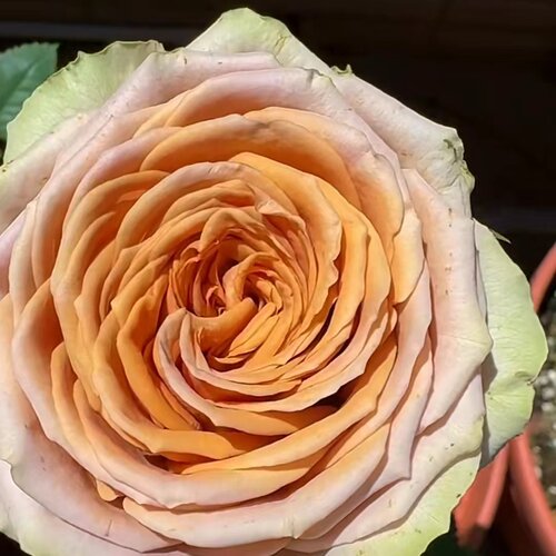 【水灵花园】泰迪熊，新品复古切花耐开灌木月季阳台庭院4