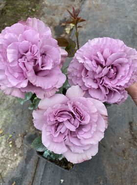 【水灵花园】暮光 2021新品紫色幽兰香 阳台月季玫瑰切花