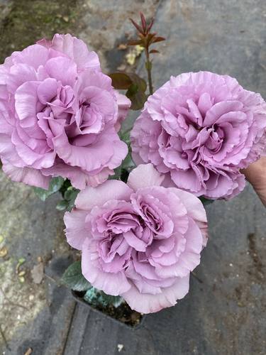 水灵花园新品紫色幽兰月季玫瑰