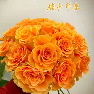 2024新品 橘子印象 大花浓香灌木月季 水灵花园