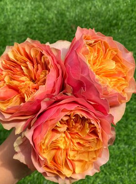 【水灵花园】橙色卫子夫，新品切花大花灌木月季
