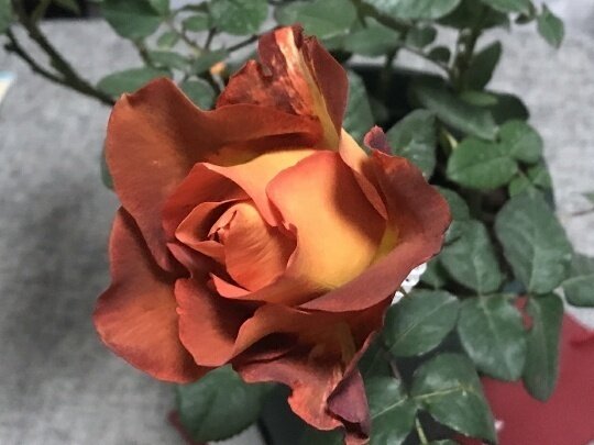 【水灵花园】休憩 咖啡时间 灌木大花月季玫瑰 地栽盆栽均可