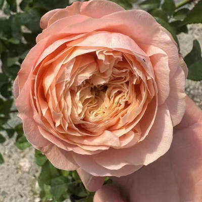 水灵花园 甜蜜哈珀 sweet harper 2024荷兰超新品月季花苗灌木