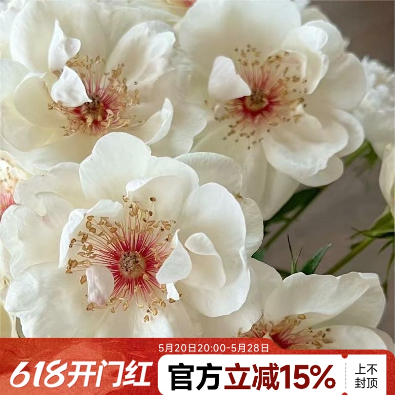 【水灵花园】杰奎琳。新品强香丰花灌木月季阳台同样