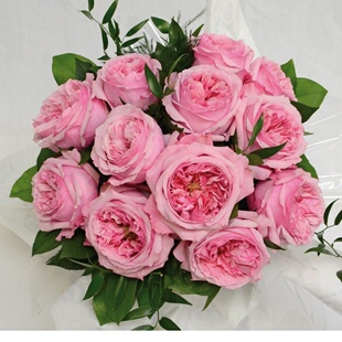 【水灵花园】凯丽 奥斯汀 粉色大花包子 切花 月季灌木