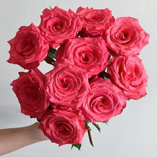 【水灵花园】阿姆斯特丹，新品橘粉色大花少刺玫瑰切花灌木月季