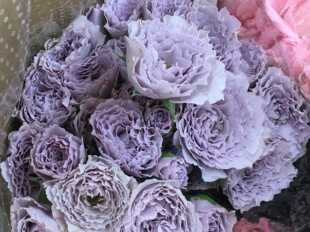 【水灵花园】加强版/改良版 蜻蜓新品月季 玫瑰