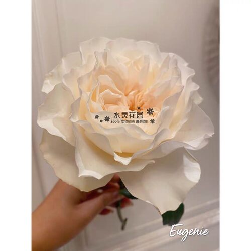 尤金妮盆栽水灵花园多季节多年生