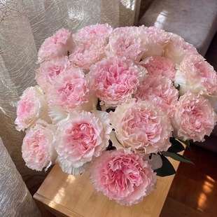 【水灵花园】洛神 大花阳台庭院盆栽四季开花耐寒月季玫瑰