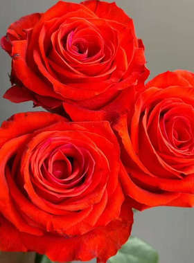 水灵花园 落霞  中心带点紫色 耐开 灌木玫瑰月季