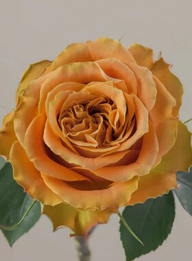 水灵花园  铜吻 copper kiss 荷兰2025超新品月季花苗灌木盆栽