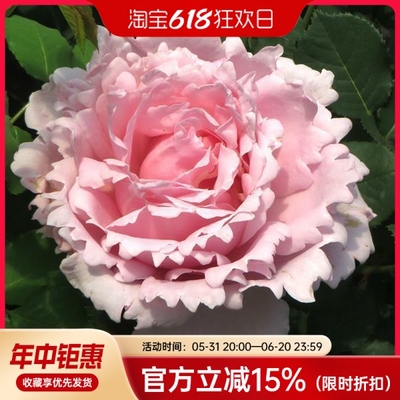 水灵花园索菲罗莎粉色四季