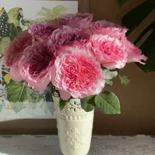 米莉森特1加发货浓香切花