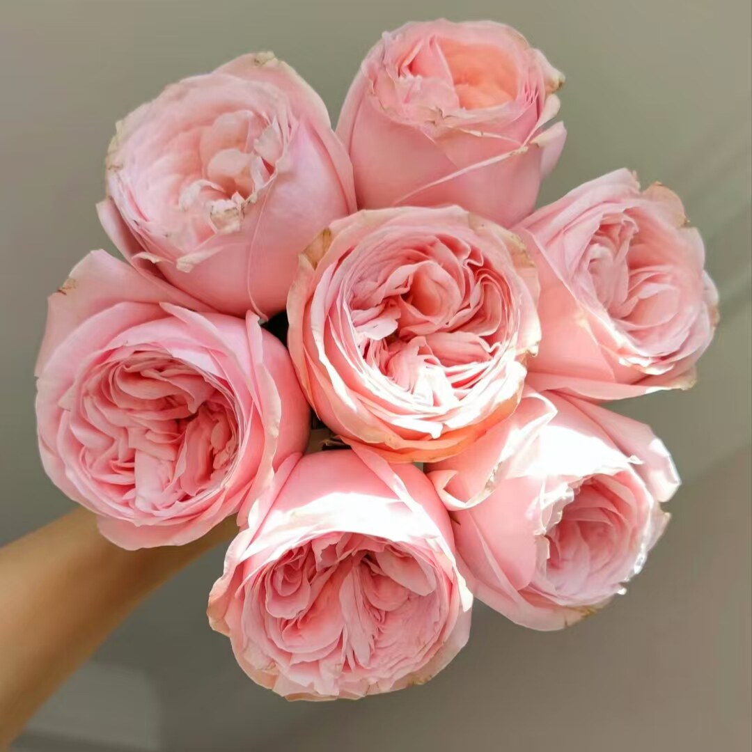 【水灵花园】流星花园，粉色包子状切花大花直立灌木月季