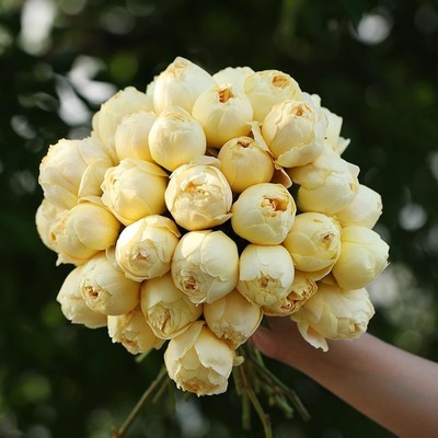 【水灵花园】歌迪，新品浓香勤花，灌木月季阳台盆栽