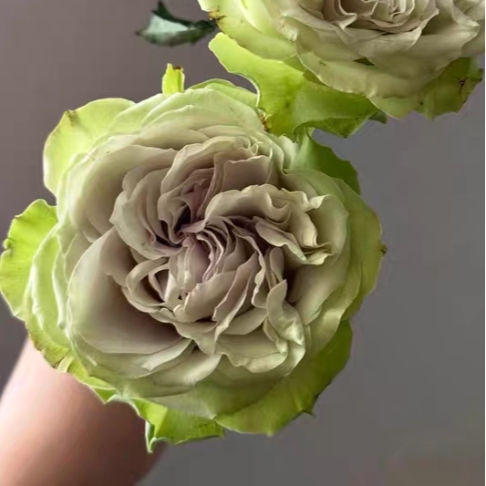 水灵花园 温莎城堡 Windsor Castle 荷兰2026月季花苗超新品欧月