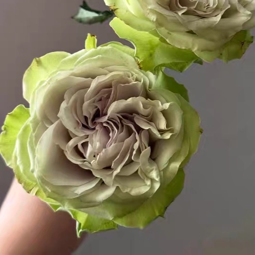 水灵花园 温莎城堡 Windsor Castle 荷兰2026月季花苗超新品欧月