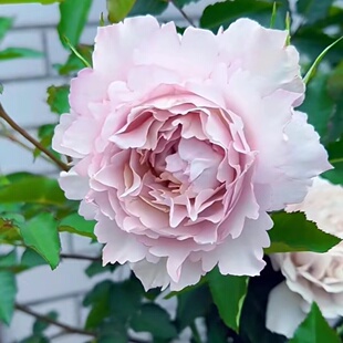 【水灵花园】浮月 天方夜谭芽变 大花浓香勤花抗病月季