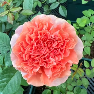 【水灵花园】美丽的安茹,2024新品抗病耐热月季盆栽