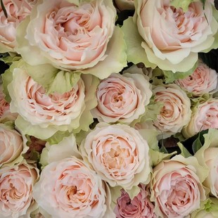 【水灵花园】维多利亚新娘。新品灌木玫瑰月季阳台盆栽