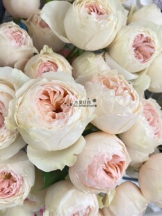 【水灵花园】艾玛木屋 月季玫瑰花苗受温度影响会开出黄色粉黄色