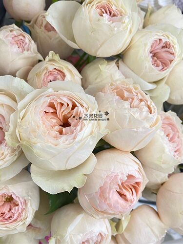 水灵花园艾玛年超新品盆栽月季