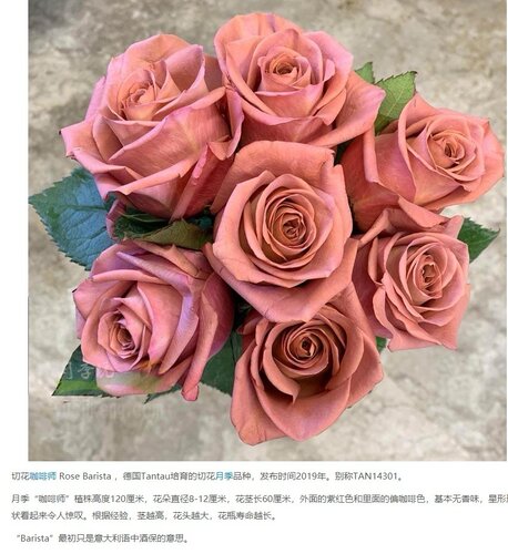 咖啡师月季切花玫瑰花苗