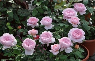 【水灵花园】瑞典女王 灌木包子 月季玫瑰 强香 盆栽植物