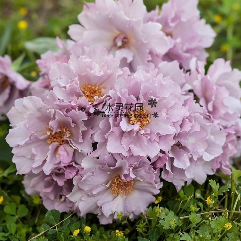 【水灵花园】时装玫瑰 日月月季花型仙气特色强香河本系,鲜花速递/花卉仿真/绿植园艺,观叶 /花灌木,淘宝优惠券,粉丝福利购,淘宝优惠卷