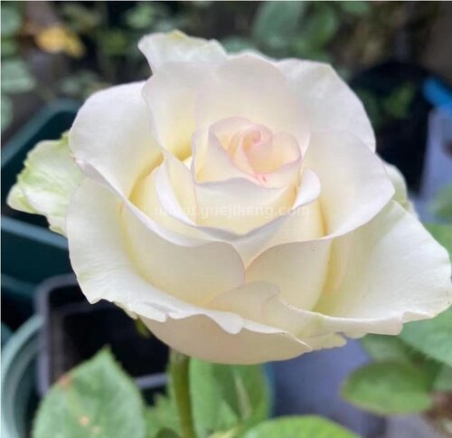 水灵多季节白艾莎抗病月季