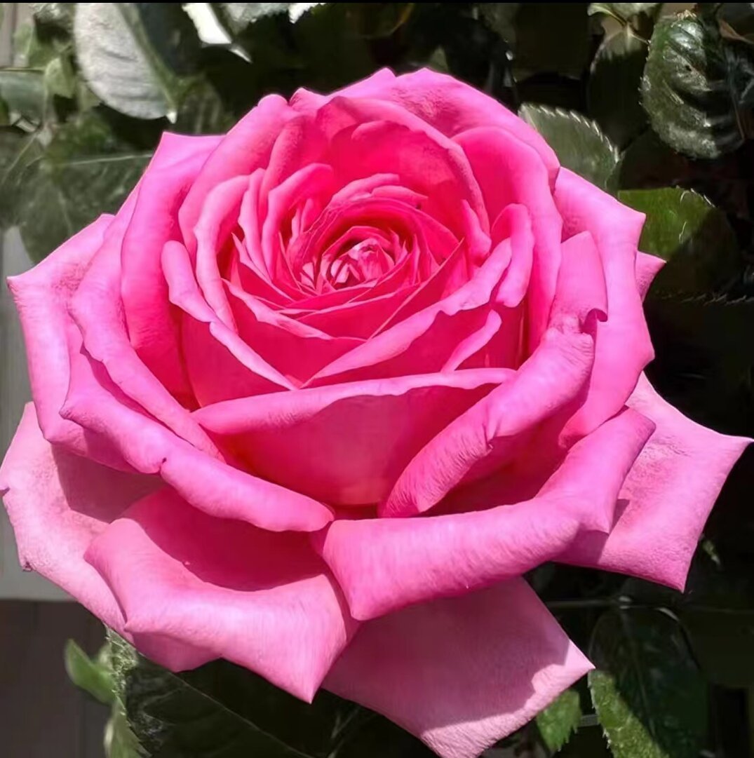 【水灵花园】上海夫人，新品切花大花抗病直立灌木玫瑰月季阳台庭