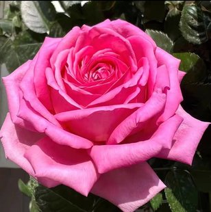 【水灵花园】上海夫人,新品切花大花抗病直立灌木玫瑰月季阳台庭