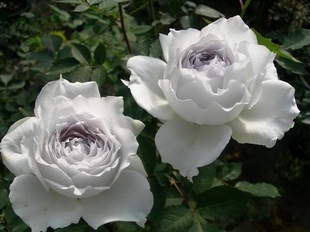 【水灵花园】加百列大天使 灌木 月季玫瑰 盆栽 浓香绿植