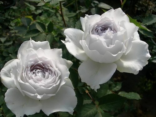 水灵花园加百列大天使月季灌木