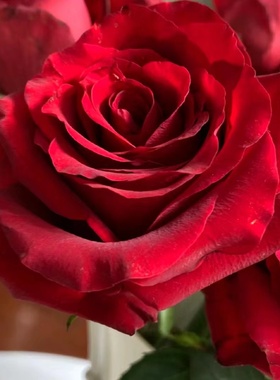 【水灵花园】红色城堡，2024新品暗红大花耐开灌木月季