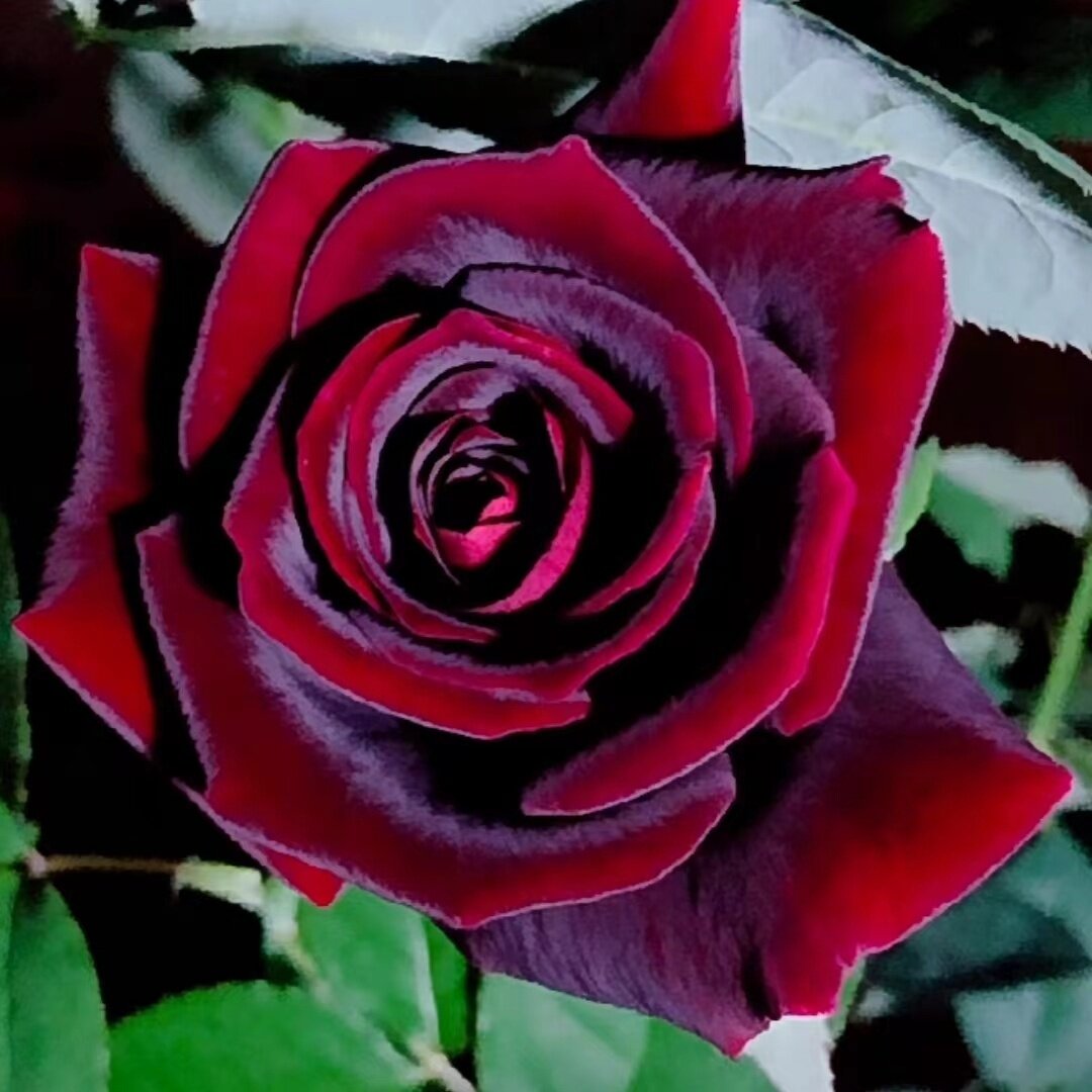 【水灵花园】黑夫人月季丰花抗病灌木切花花苗花色受温度影响