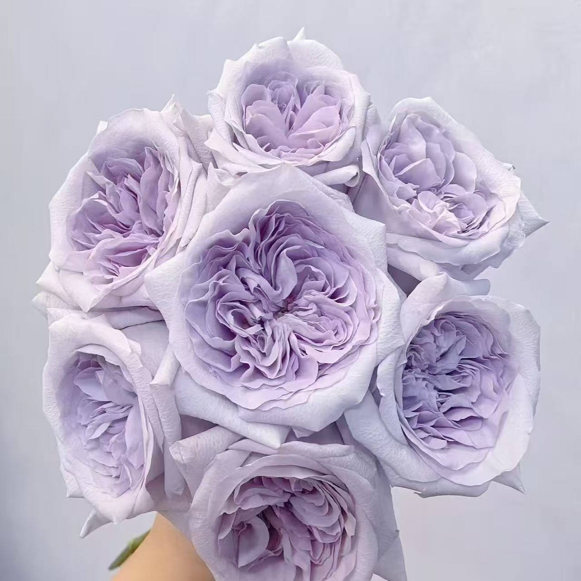 水灵花园  紫荔枝  耐开 灌木玫瑰壮苗