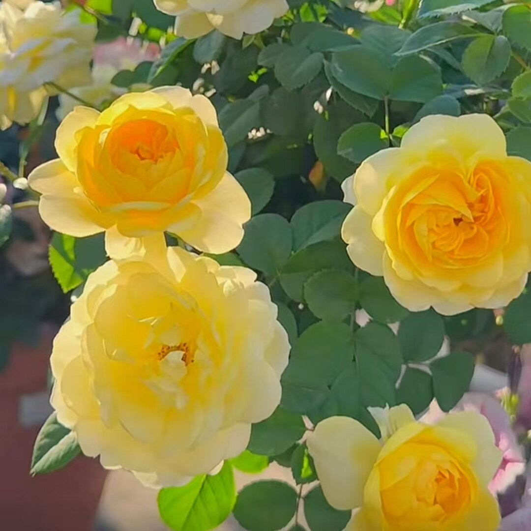 【水灵花园】黄果汁果汁阳台牙变耐热大花微月浓香盆栽