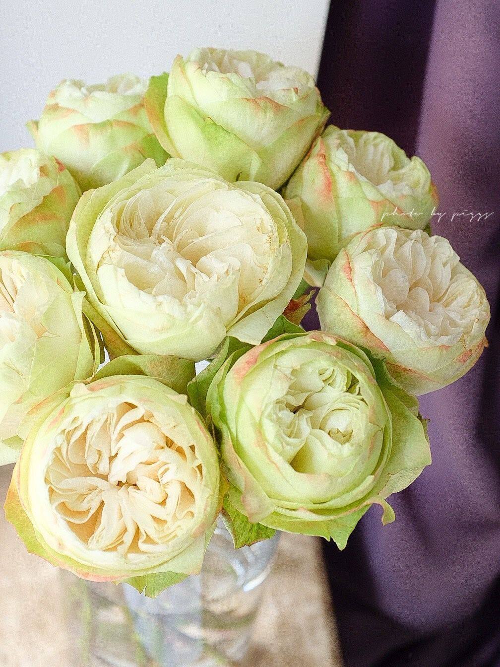 【水灵花园】白色卡哈拉超新品玫瑰盆栽阳台月季夏雨荷花苗