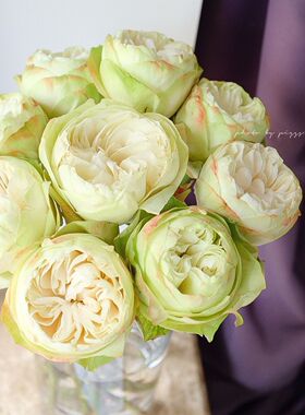 【水灵花园】白色卡哈拉超新品玫瑰盆栽阳台月季夏雨荷花苗