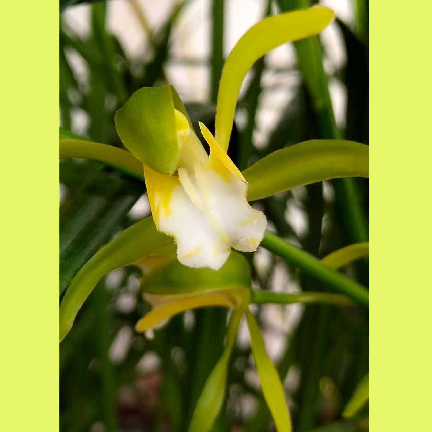 村村寨寨云南兰花长叶兰秋芝素铁丝杆叶上花（ 迷你虎头素）