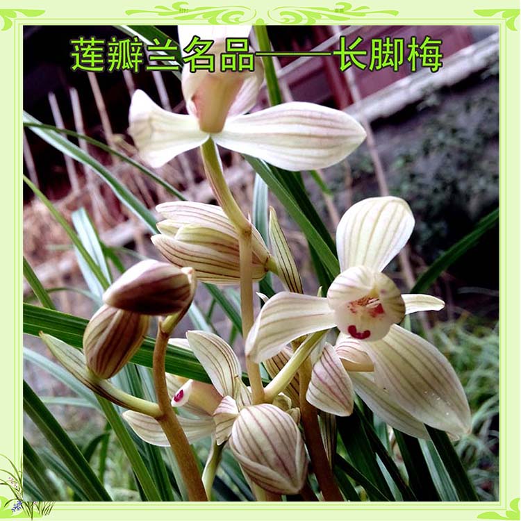 村村寨寨云南莲瓣兰铭品长脚梅特价单苗售价 两苗起拍